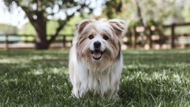 Can Dogs Get the Flu from Humans