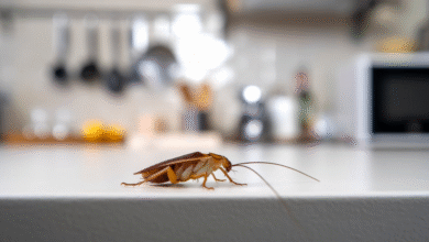 Can Roaches Bite