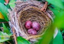 Cardinal Eggs: Everything You Need to Know About These Bright Red Wonders