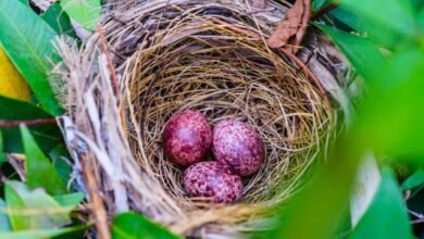 Cardinal Eggs: Everything You Need to Know About These Bright Red Wonders