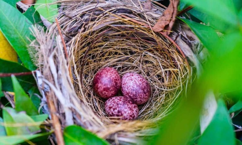 Cardinal Eggs: Everything You Need to Know About These Bright Red Wonders